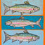 Rainbow Trout