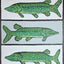 "Northern Pike"