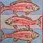 Redfish