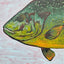 "Sunfish"