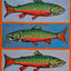 "Brook Trout"
