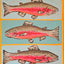 "Cutthroat Trout"