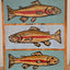 "Brook Trout"