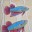 Betta Fish