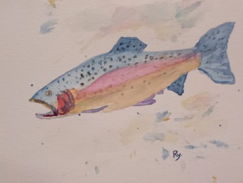 Rainbow Trout